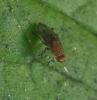 Suillia sp.